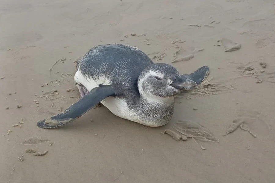 Viu pinguim na praia? Entenda por que eles estão aparecendo mais no Sul de SC