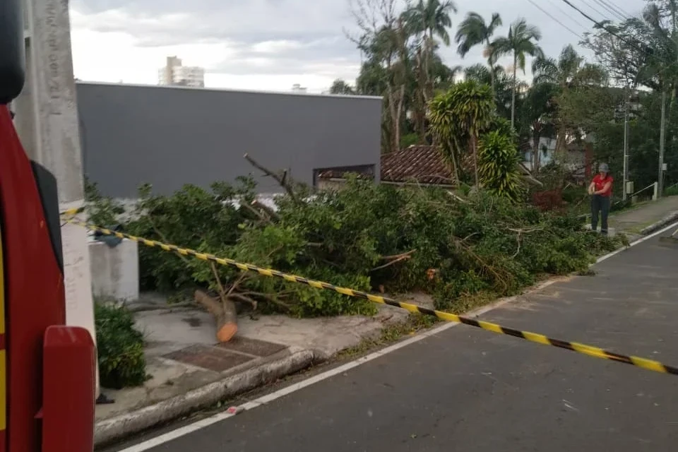 Árvores atingidas pelo vento forte mobilizam bombeiros em Criciúma e região
