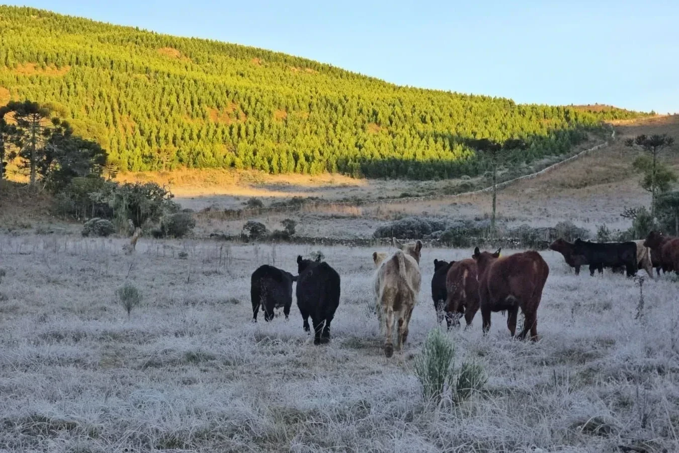 Fotos: Serra catarinense amanhece coberta por geada e registra -5°C nesta quarta-feira