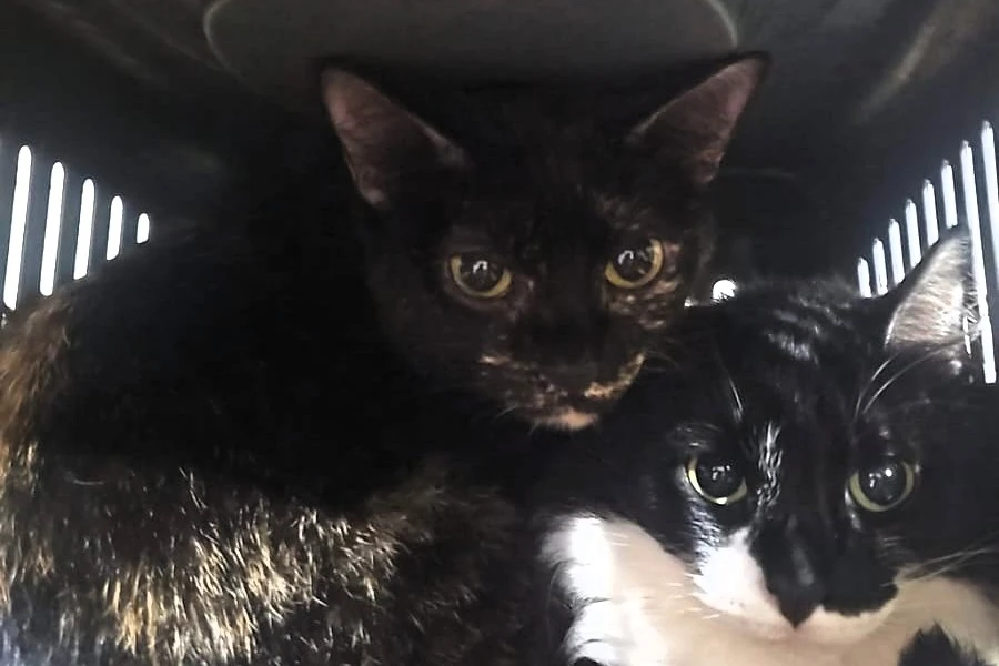 ONG Quero Adotar realiza resgate emergencial de gatos após família ser despejada e pede apoio da comunidade