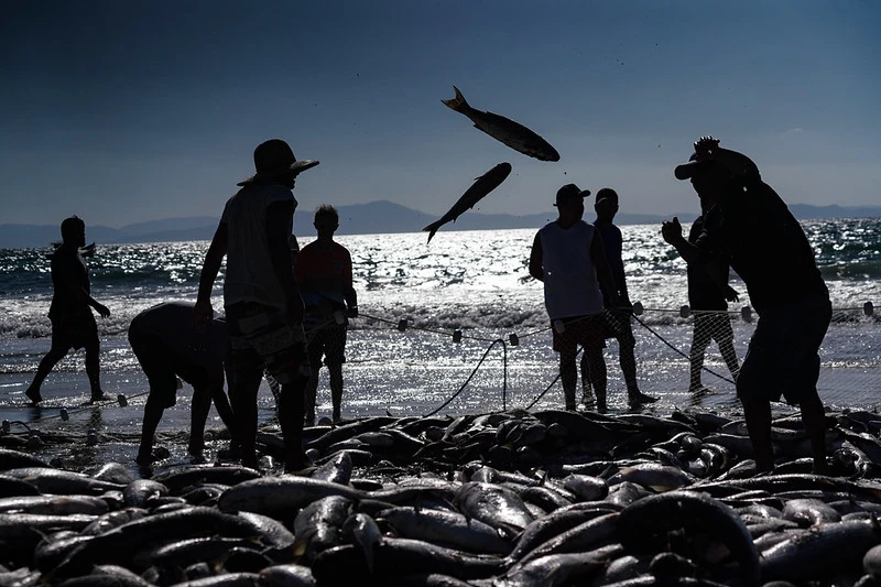 Pescadores torcem por inclusão do Sul de SC em portaria que pode definir cota extra de 370 toneladas de tainha