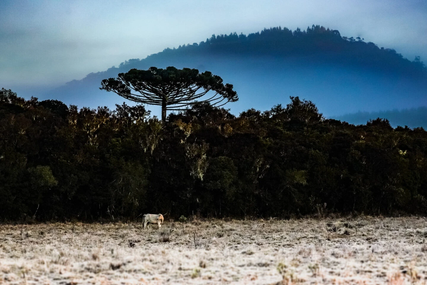 Inverno começa em Santa Catarina com onda de frio intenso