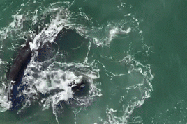 Vídeo: morador registra passagem de baleias-francas pelas águas do Sul de Santa Catarina
