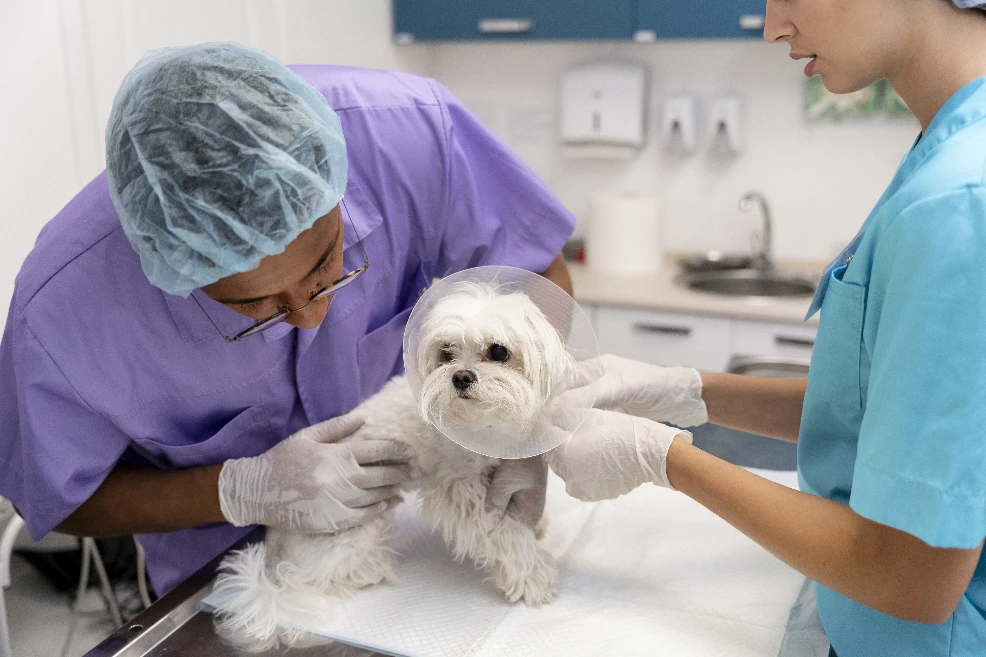 Organização de Defesa Animal de Meleiro abre inscrições para Campanha de Castração