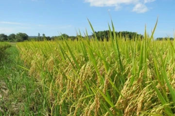 Presidente da Acapsa lamenta preço do arroz e afirma que produtores acumulam prejuízos