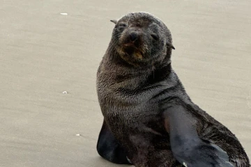 Três lobos-marinhos descansam em praias do Sul de SC durante rota de migração; veja vídeo