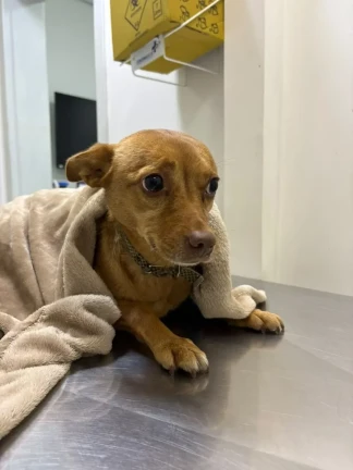 Animal encontrado no bairro Comerciário