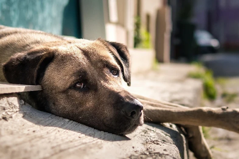 Nova Veneza intensificará ações de fiscalização e combate ao abandono de animais