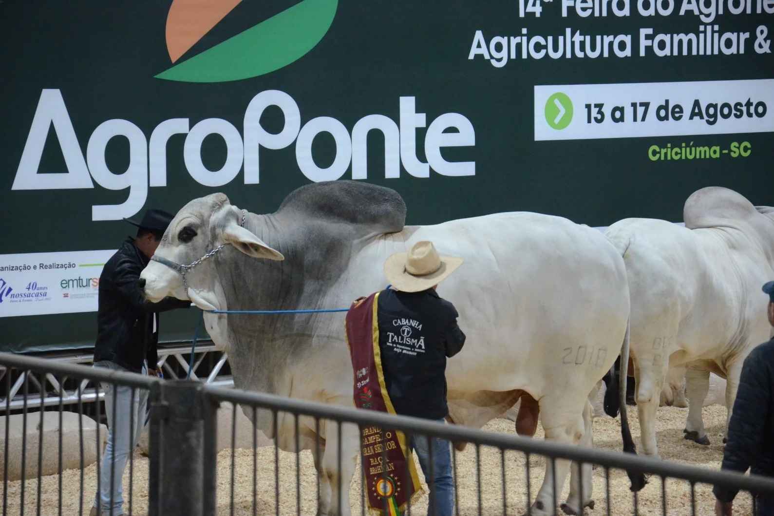 Genética de excelência coloca animais da Feira AgroPonte entre os destaques da pecuária nacional