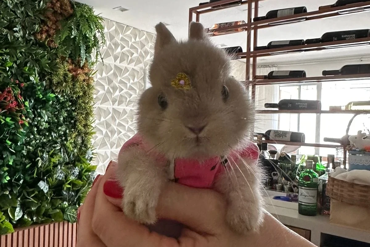 Mini coelhos de cinco raças diferentes estarão expostos na feira AgroPonte
