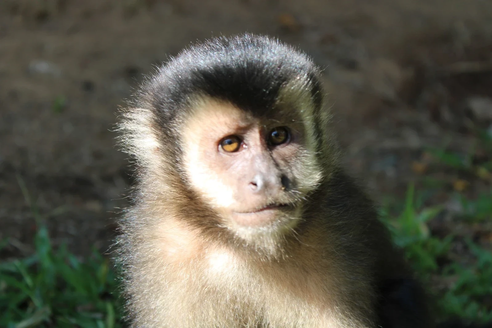 Vídeo mostra macaco sendo agredido no Parque Ecológico de Maracajá; Polícia ambiental apura o caso