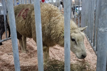 Vai visitar? Confira os horários deste fim de semana da Feira AgroPonte