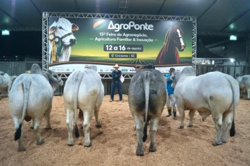 Feira AgroPonte reúne animais de alto padrão nos julgamentos de Nelore e Brahman