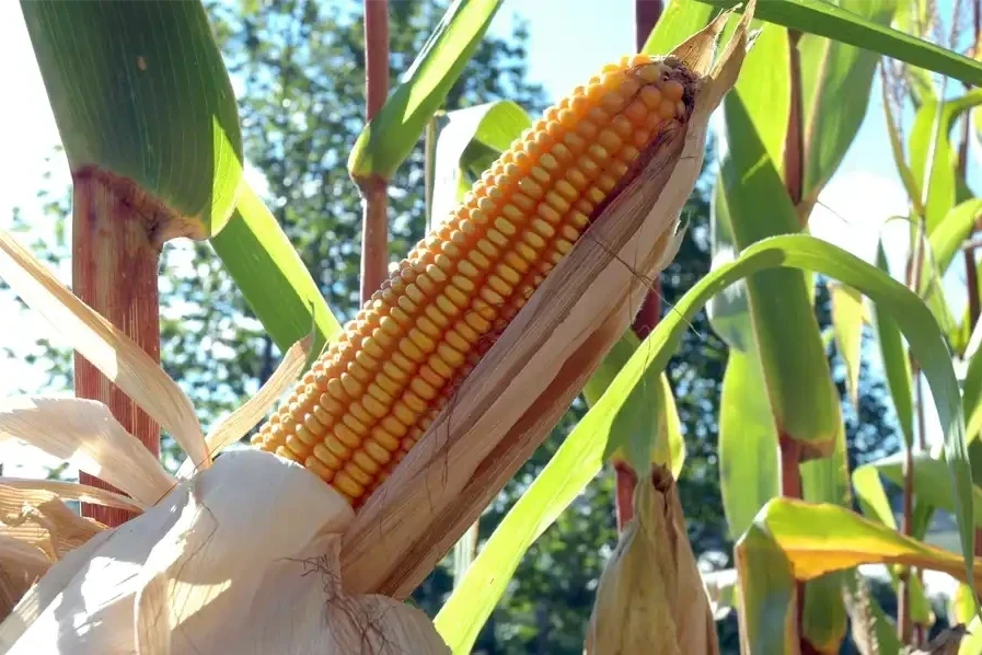 Safra do milho: excesso de chuva deve atrasar colheita e El Niño preocupa produtores em Criciúma