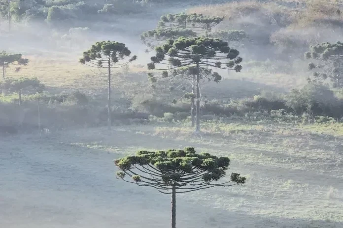 Frio intenso de -9,1°C marca amanhecer desta segunda-feira em SC; confira as menores temperaturas
