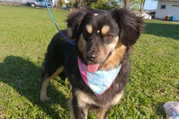 Animal para adoção - Fiona