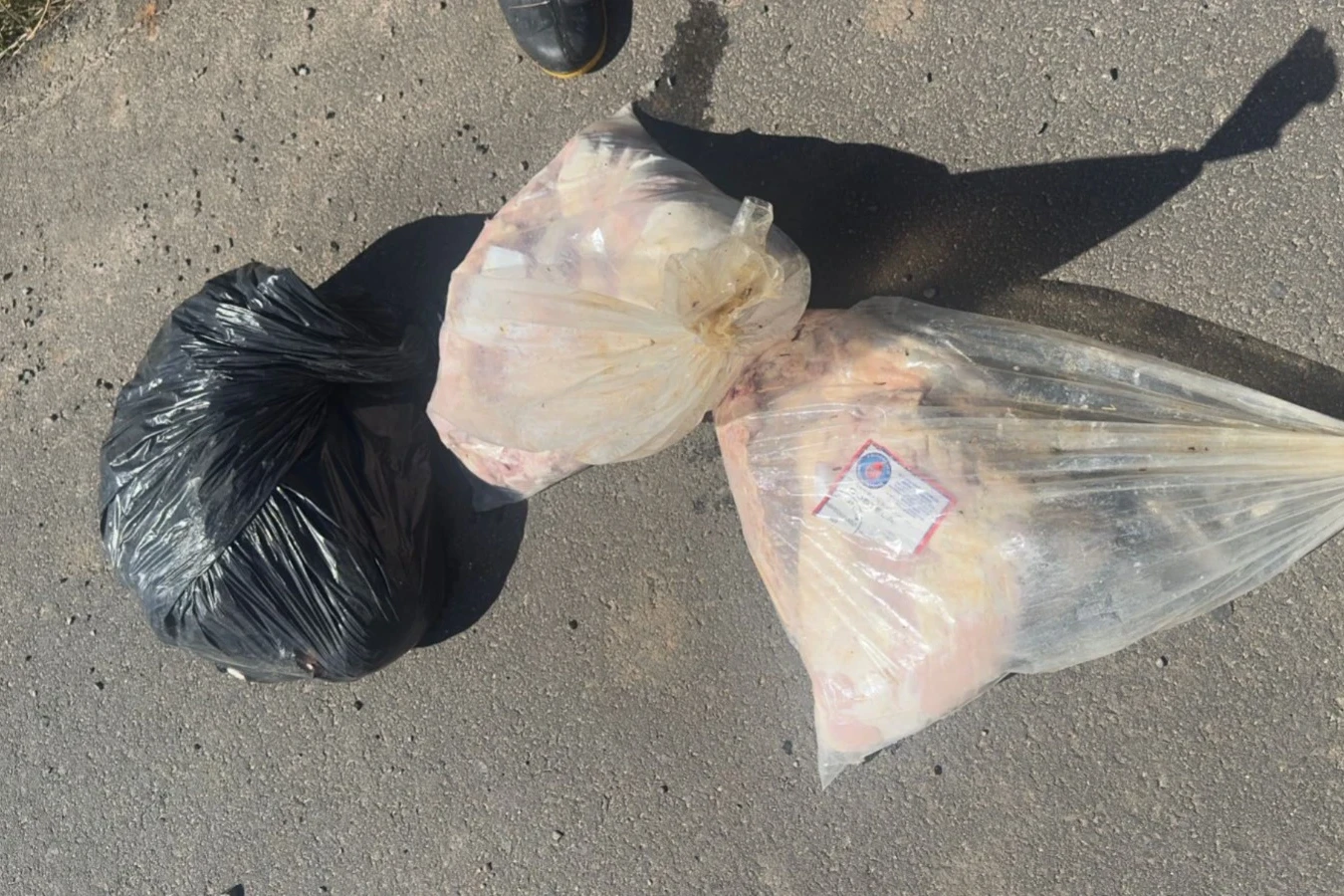 Proprietário de mercado descarta sacos com carnes em rio de Criciúma; veja fotos e vídeos