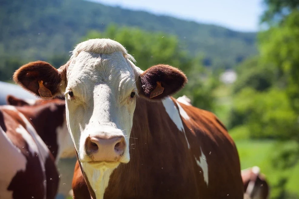 Brucelose, hantavirose e febre Q: conheça e saiba como prevenir zoonoses que exigem atenção