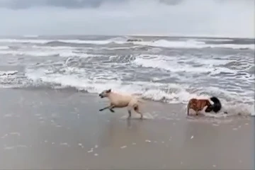 Lobo-marinho é atacado por cães em Balneário Rincão; veja vídeos