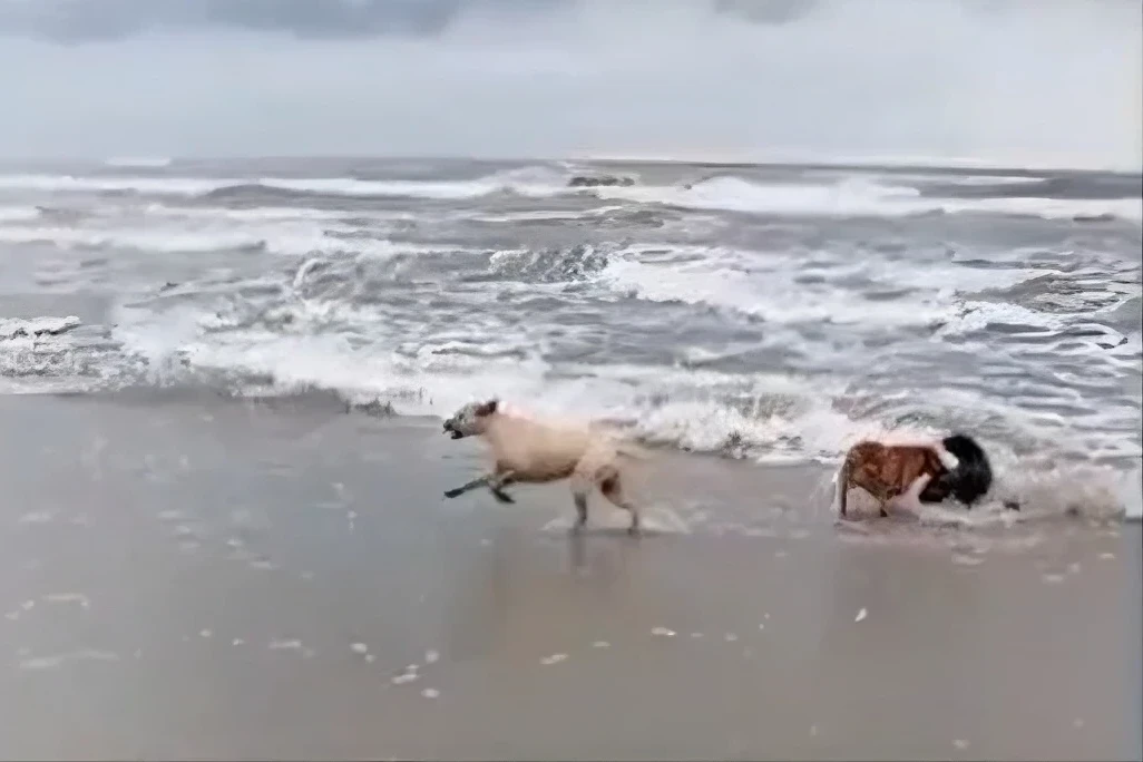 Lobo-marinho é atacado por cães em Balneário Rincão; veja vídeos