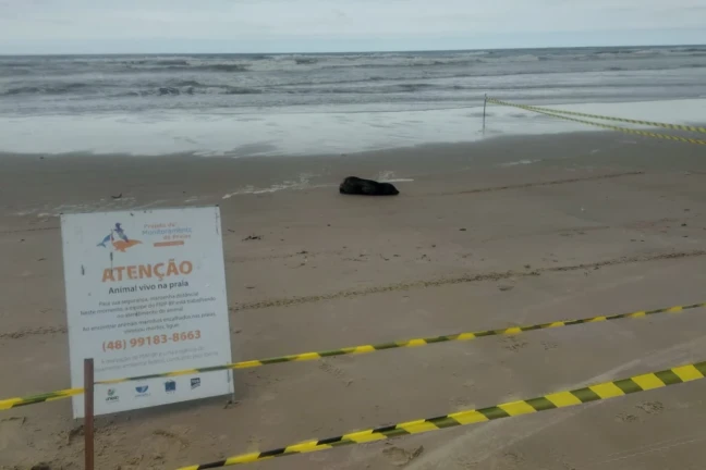 Jaguaruna: lobo-marinho é encontrado descansando na faixa de areia; veja vídeo