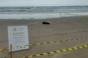 Jaguaruna: lobo-marinho é encontrado descansando na faixa de areia; veja vídeo