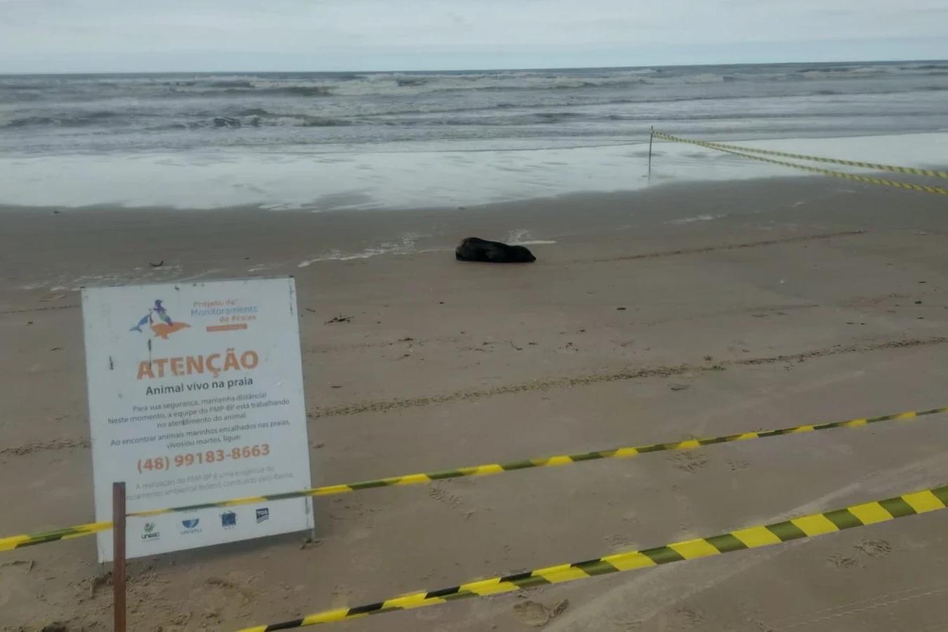 Jaguaruna: lobo-marinho é encontrado descansando na faixa de areia; veja vídeo