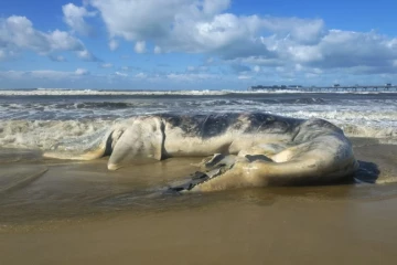 Vídeo e fotos: Baleia-franca é encontrada morta na faixa de areia de Balneário Rincão