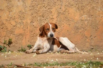 Abandono animal: Nubea reforça importância das denúncias em Criciúma