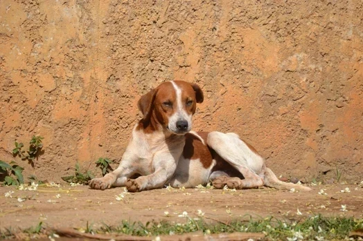Abandono animal: Nubea reforça importância das denúncias em Criciúma