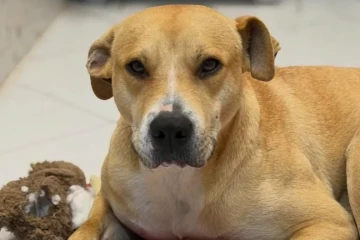 ONG de Criciúma realiza feira de adoção de animais neste fim de semana