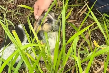 Vídeo: prefeito de Criciúma resgata cachorra abandonada às margens de rodovia