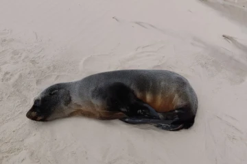 Lobo-marinho é encontrado descansando na faixa de areia em Jaguaruna; veja fotos