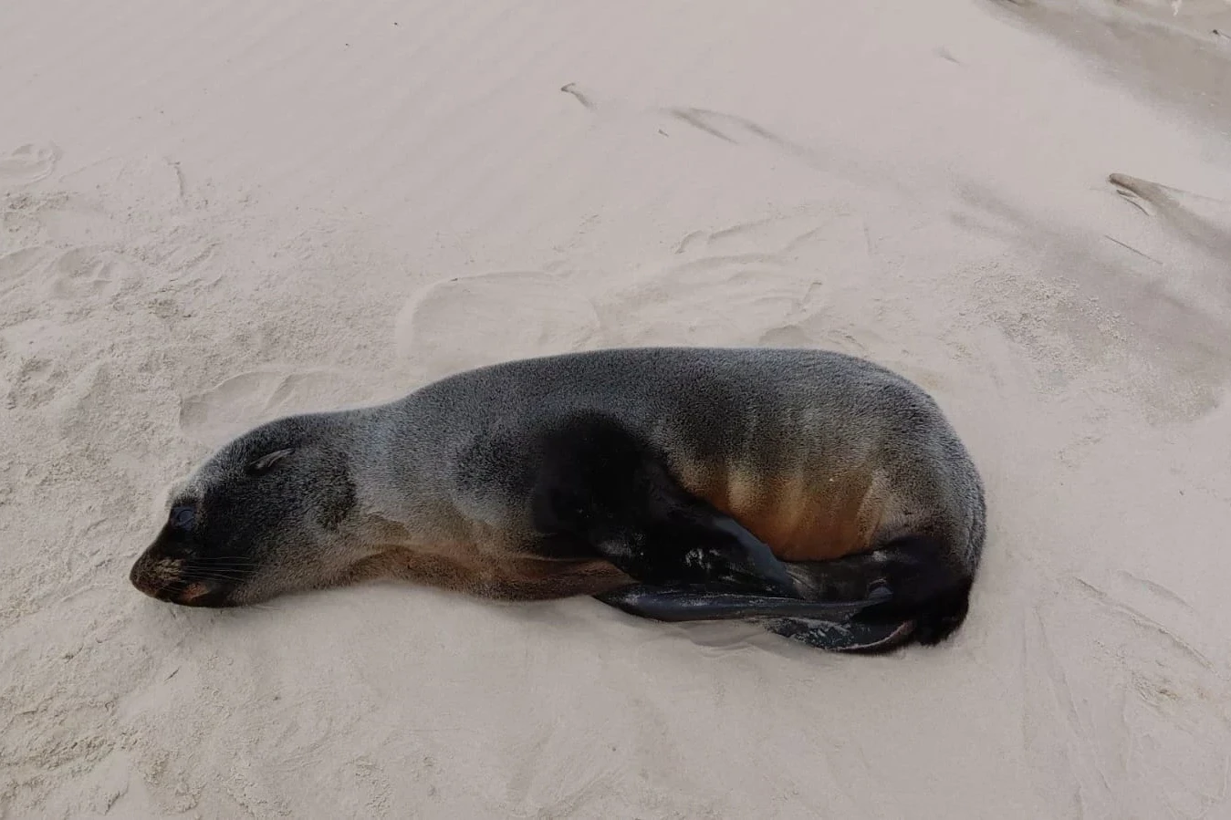 Lobo-marinho é encontrado descansando na faixa de areia em Jaguaruna; veja fotos