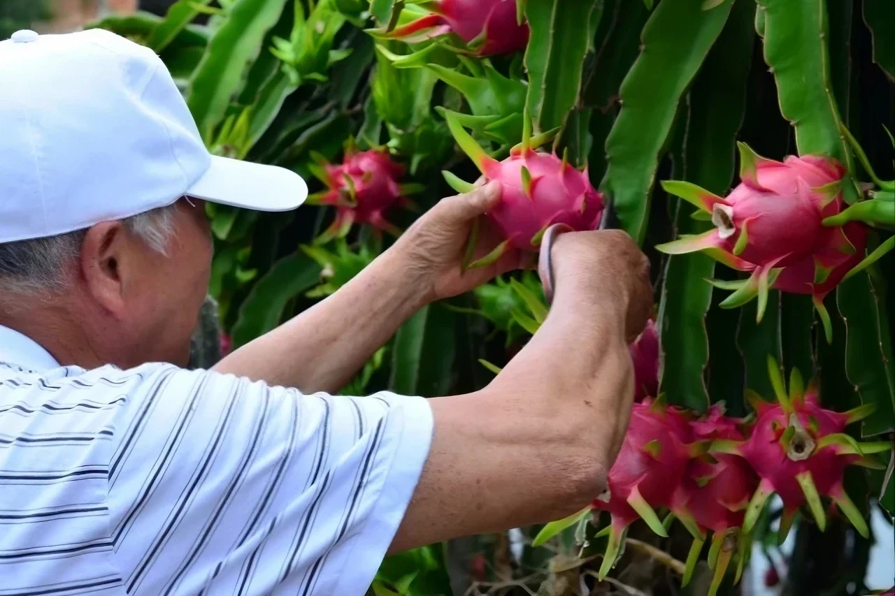 Produtores atingem meta e colhem mais de 7 mil toneladas de pitaya durante safra no Sul de SC