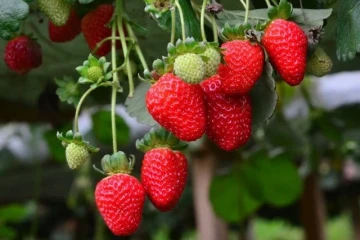 Clima prejudica colheita de morango e preço pode aumentar em Içara