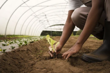 El Niño: veja os cuidados recomendados para a agricultura diante do fenômeno climático