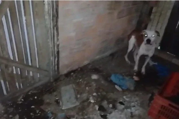 Vídeo: cães são resgatados em situação de maus-tratos em Criciúma