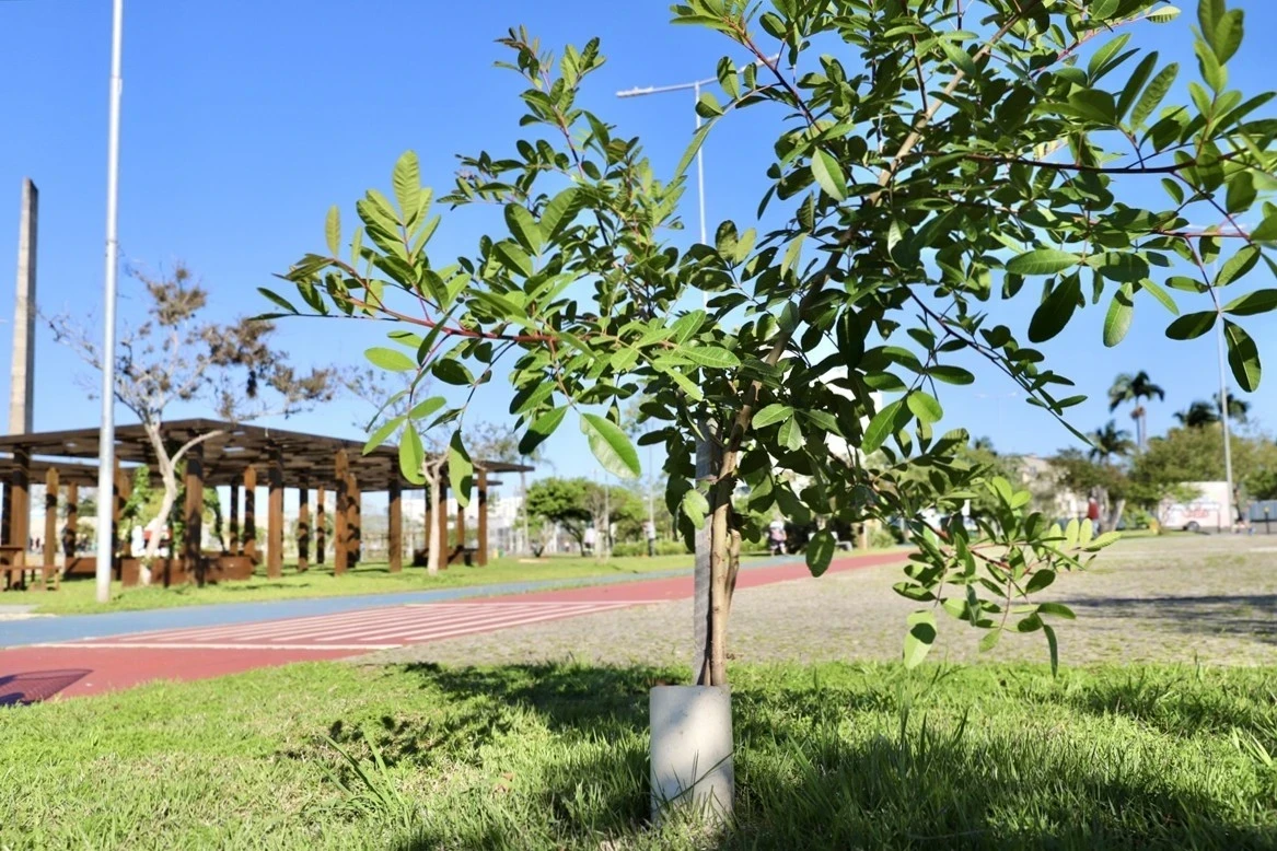 Criciúma fará plantio de 400 mudas nativas em parques do município