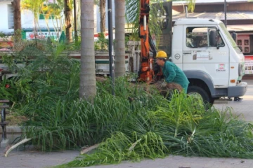 Árvores em calçadas ou com risco de queda? Saiba quando e como solicitar manutenção em Criciúma