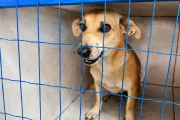 Mutirão de castração entra na reta final com mais de 900 animais atendidos em Içara