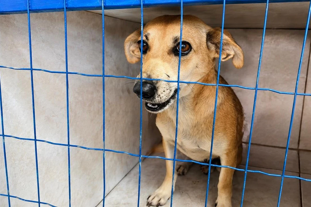Mutirão de castração entra na reta final com mais de 900 animais atendidos em Içara
