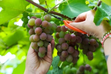 El Niño acende alerta para desenvolvimento das uvas no Sul de SC; veja principais riscos