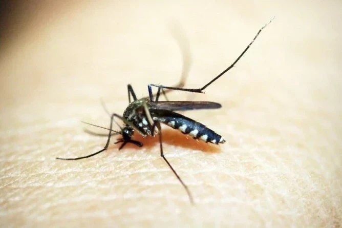 Região carbonífera soma mais de 330 focos do mosquito Aedes aegypti