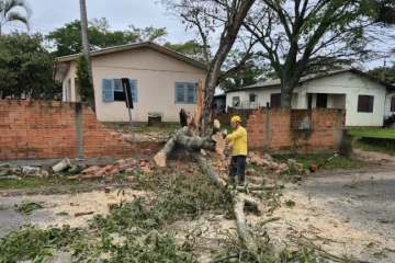 Fotos: árvore quebra ao meio e atinge muro de residência em Maracajá