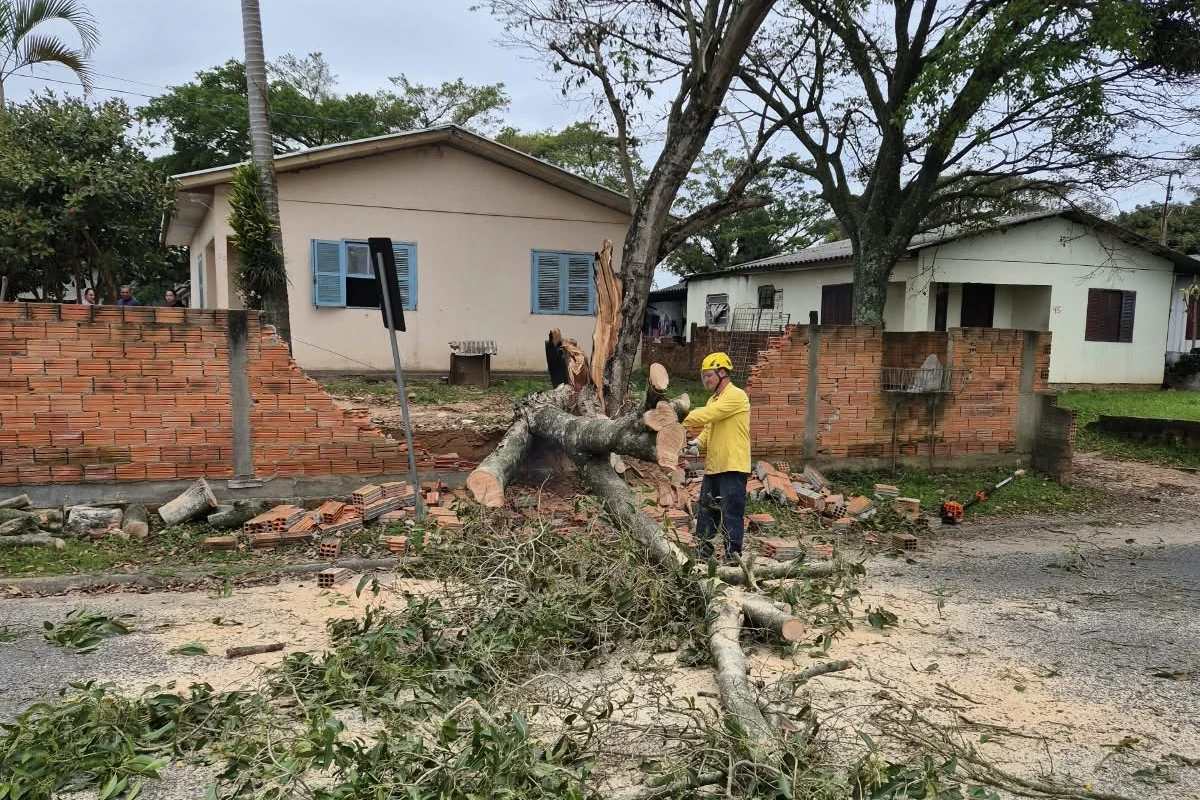 Fotos: árvore quebra ao meio e atinge muro de residência em Maracajá