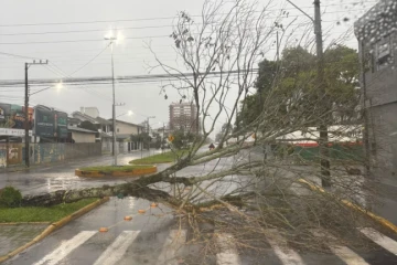 Vento forte derruba árvore sobre avenida em Araranguá; trânsito é bloqueado