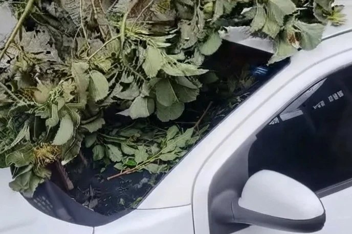 Galho de árvore quebra e atinge veículo em Garopaba