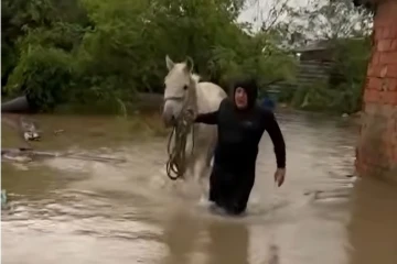 Cavalo é resgatado durante fortes chuvas em Criciúma; veja vídeo