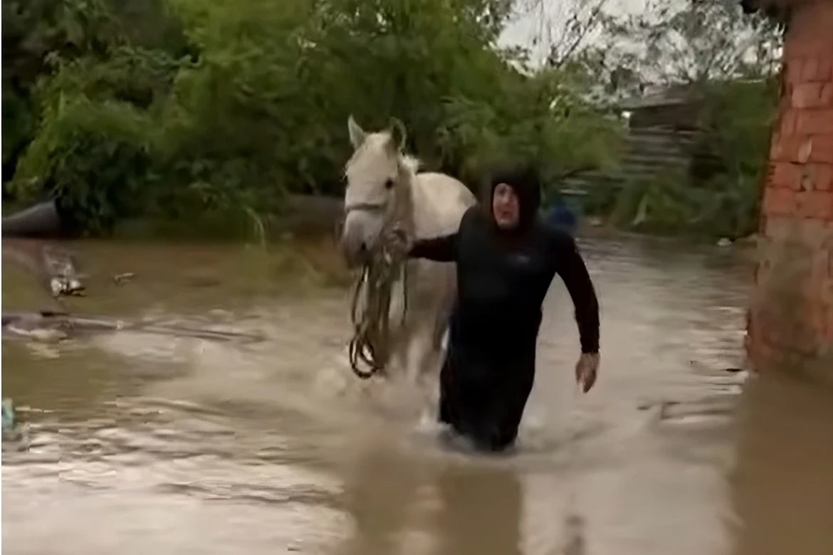 Cavalo é resgatado durante fortes chuvas em Criciúma; veja vídeo